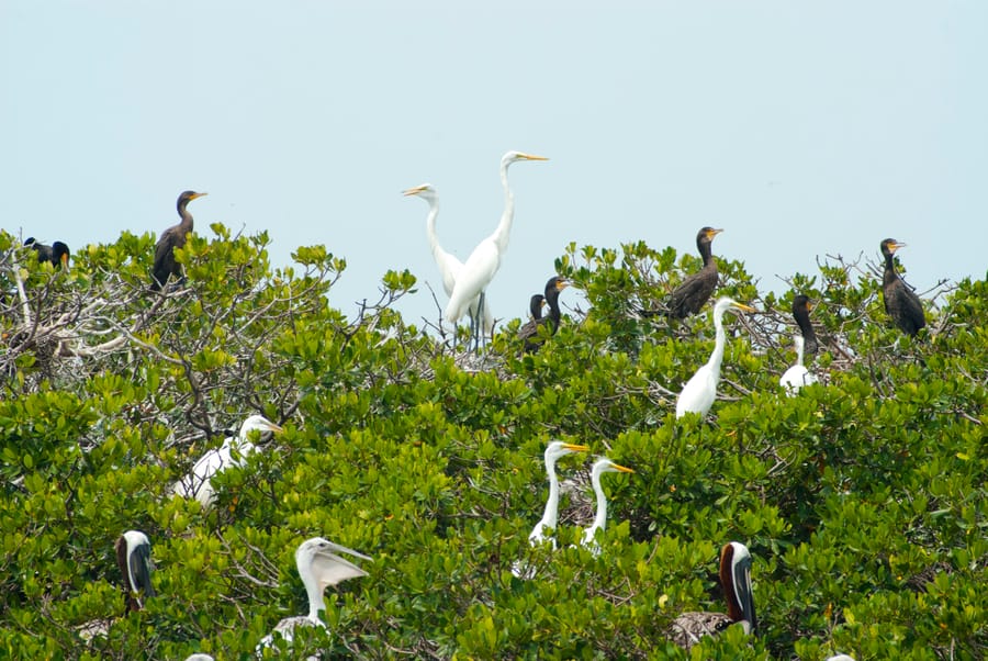 birds in trees