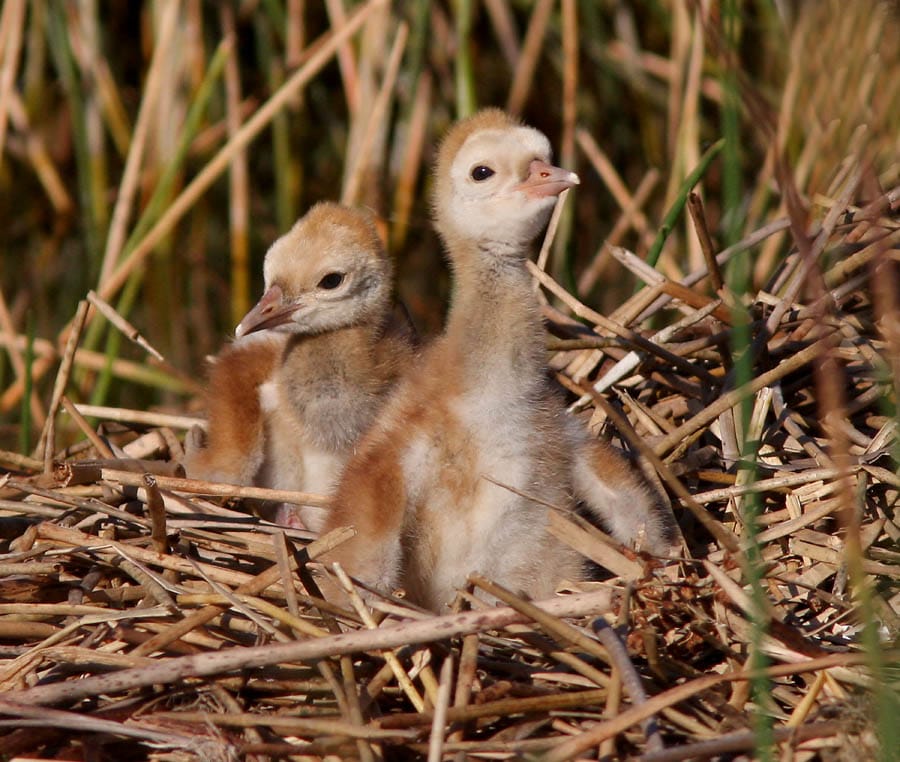 Sandhill Crane twins