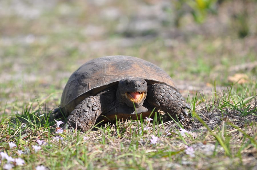 20200113TortoiseShamrockPark_041_SD