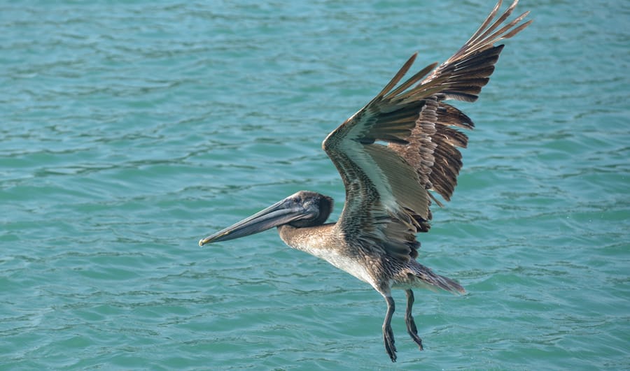 20170521_BirdsSouthJetty_051_SD