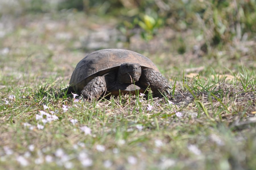 20200113TortoiseShamrockPark_032_SD