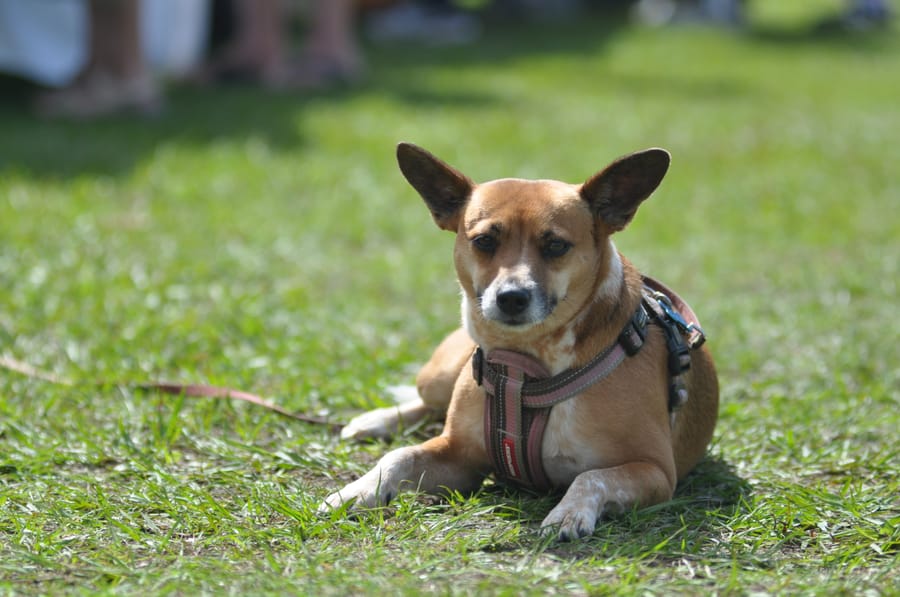 20190226_PhillippiFarmersMarket_238_SD