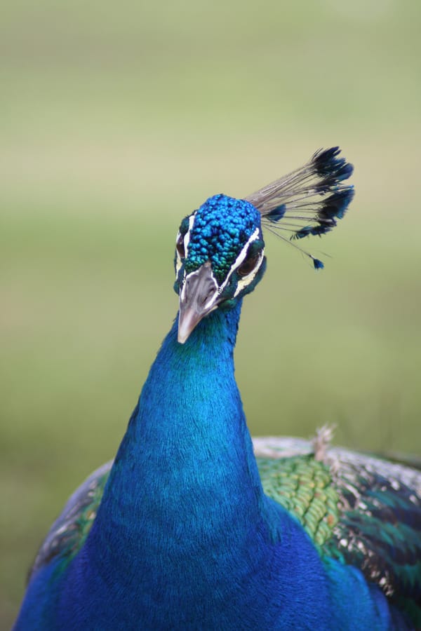 Peacock