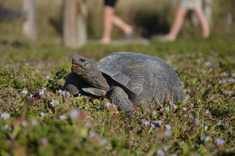20211202_Tortoise_020_SD