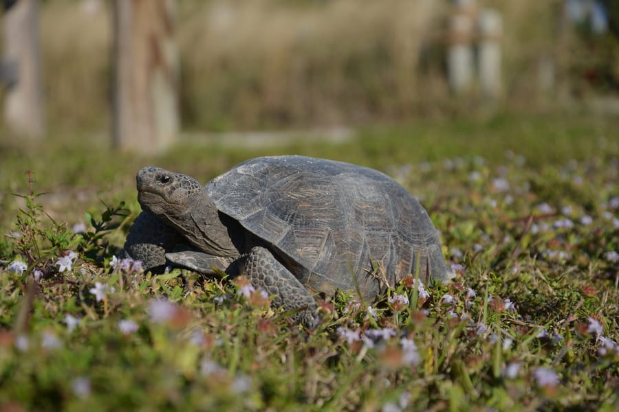 20211202_Tortoise_022_SD