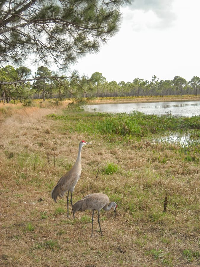 Sandhill Cranes