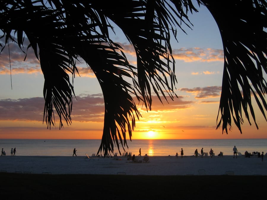 2008_BeachPalms_01