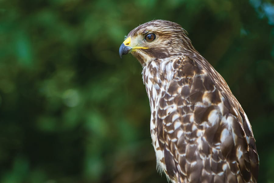 Southgate_Alfred Lanaville_Searching for Prey