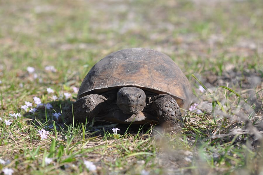 20200113TortoiseShamrockPark_081_SD