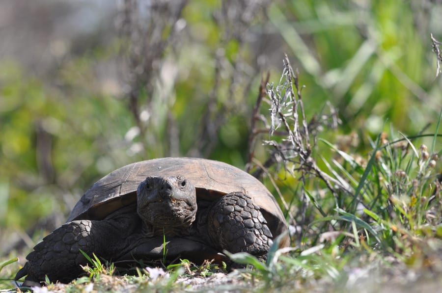 20200113TortoiseShamrockPark_126_SD