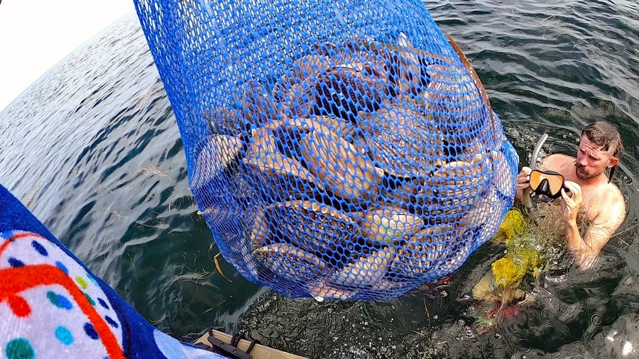 scalloping capt oz