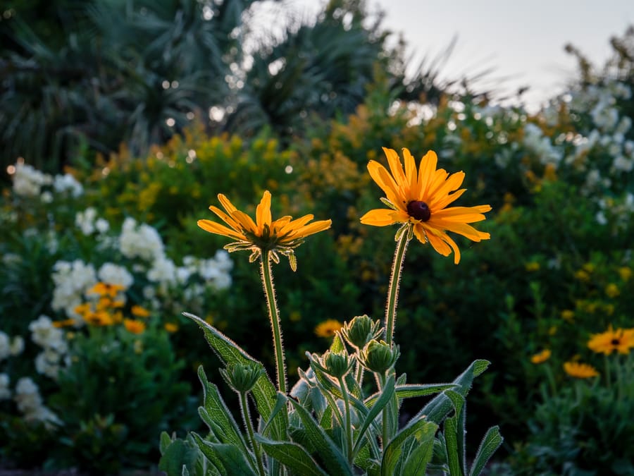 Houston_Botanic_Garden_Flowers