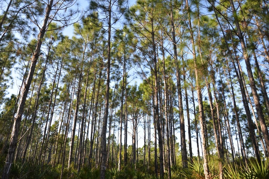 20210114_Pinelands_013_SD