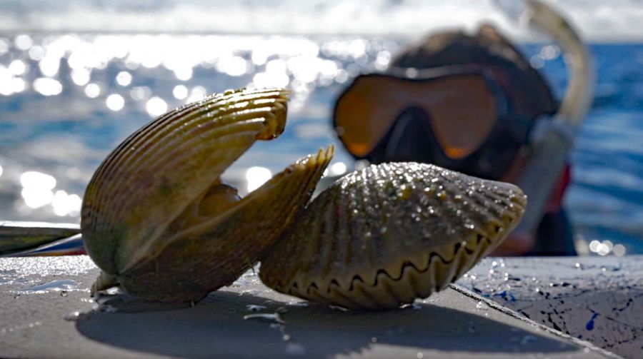 scalloping2