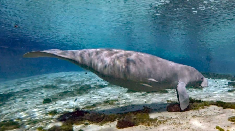 manatee4