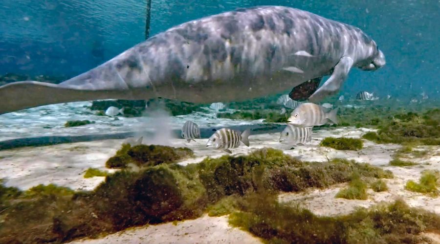 manatee2