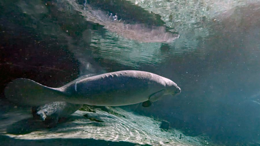 manatee6