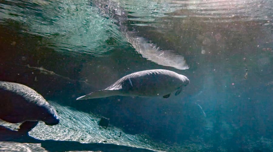 manatee5