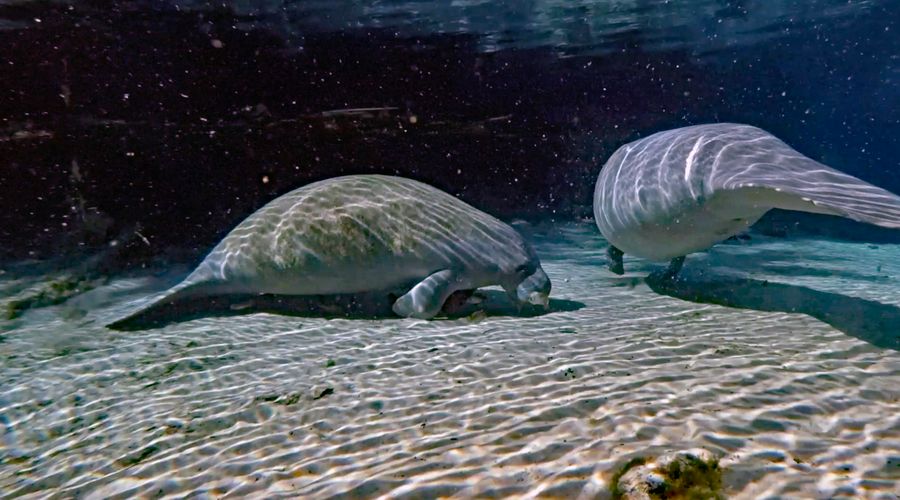 Manatees on the Weeki Wachee River