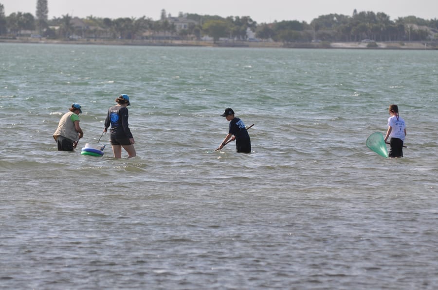 20170428_SeagrassSurveyKenThompsonPark_383_SD