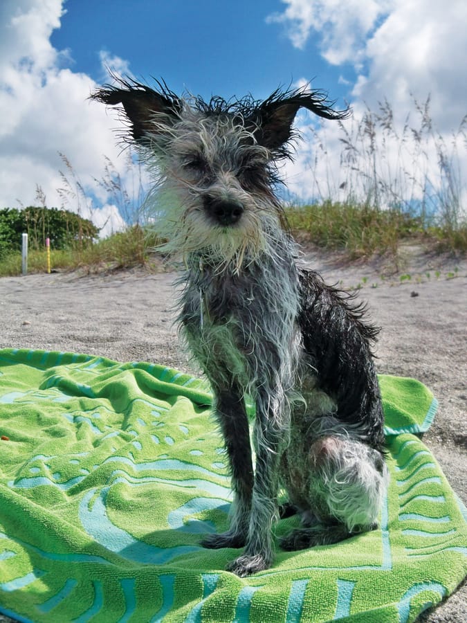 Brohard_Dog_Beach,_Venice_Stacy_Perry_Drying_in_the_warm_sun.corr