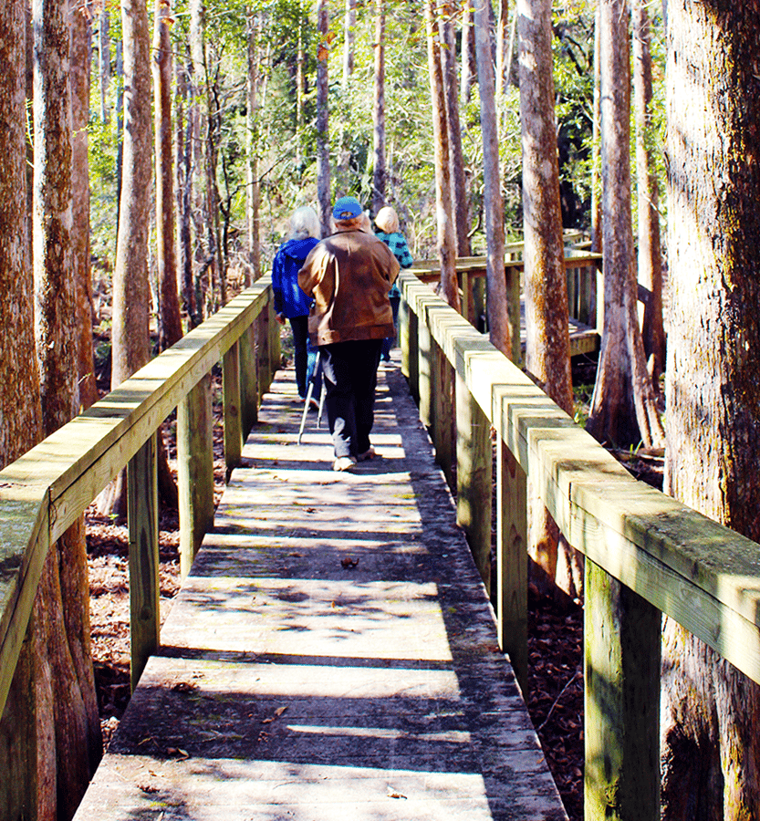 Boardwalk at Chinsegut Conservation Center edited