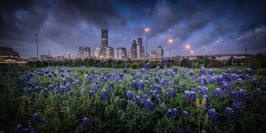 White_Oak_Bayou_Bluebonnets