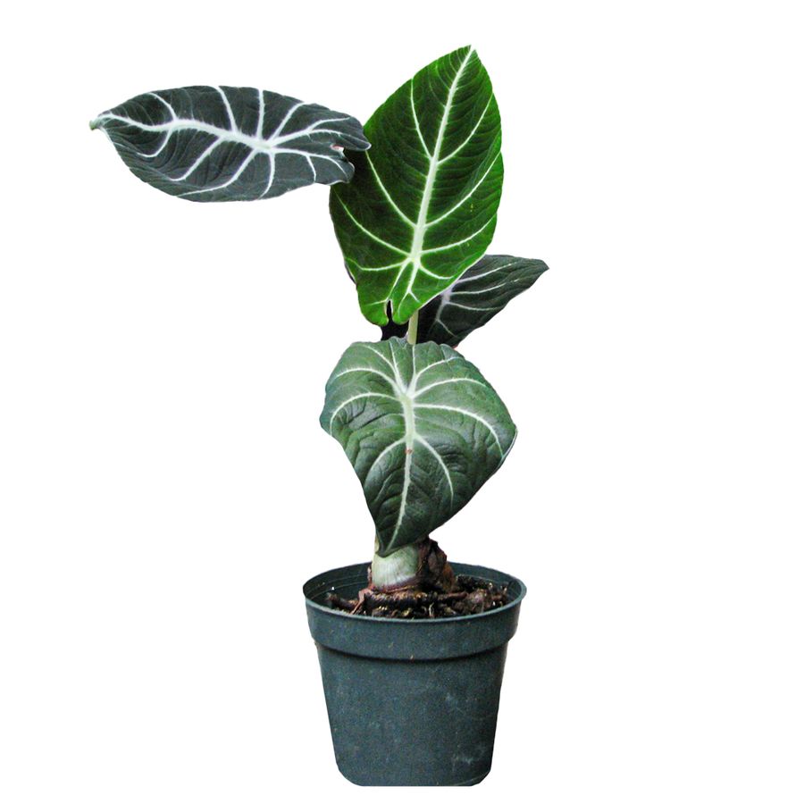 ALOCASIA BLACK VELVET