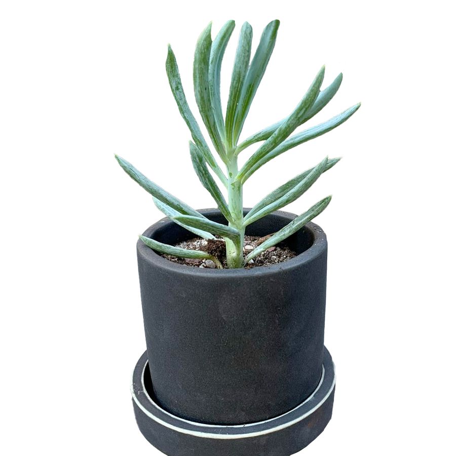 TRUNC PLANTER