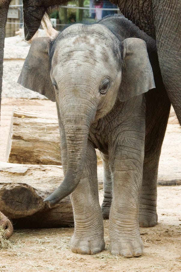 Zoo Baby Elephant