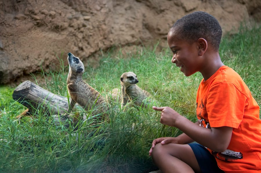 Zoo Meerkats