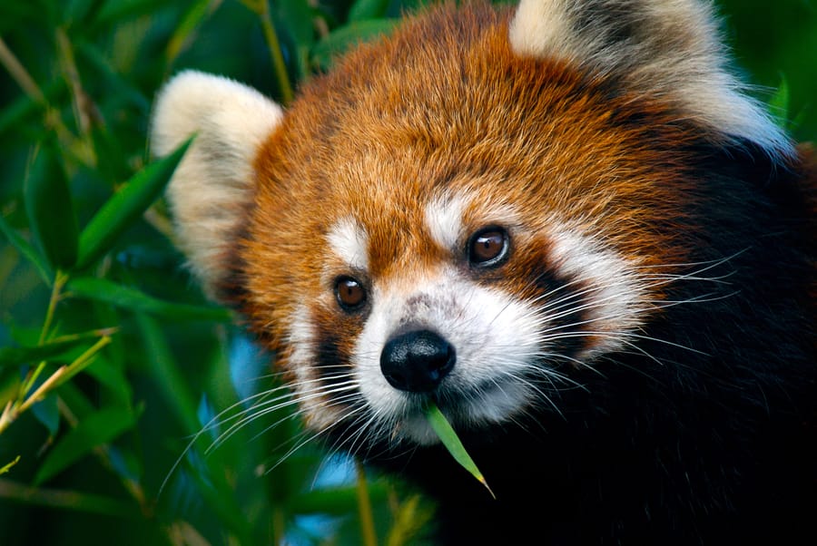 Zoo Red Panda