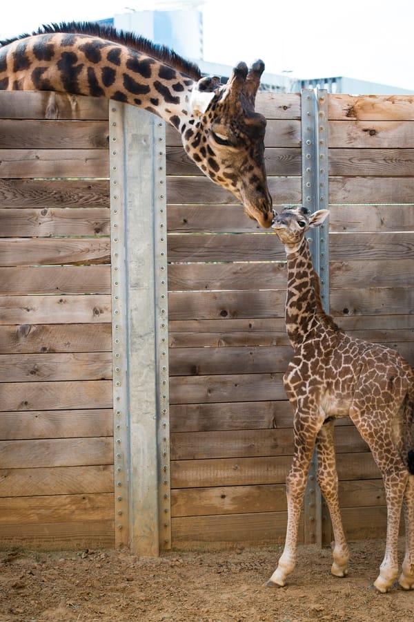 Zoo Baby Giraffe 3
