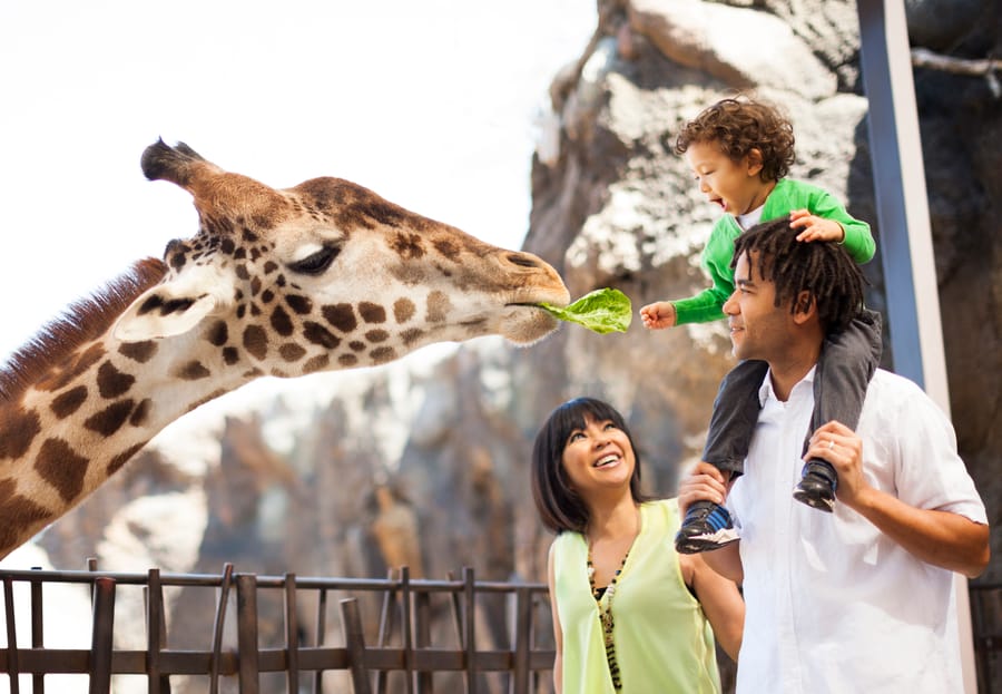 Zoo Giraffe Feeding