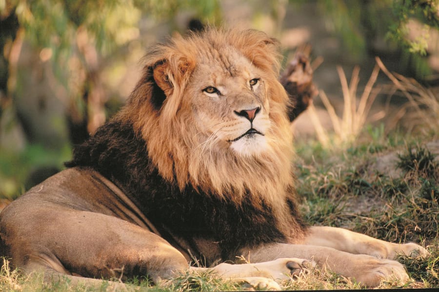 Zoo Lion