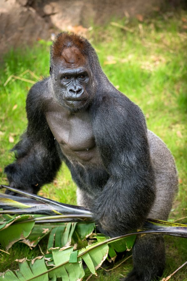 Zoo Gorilla 1