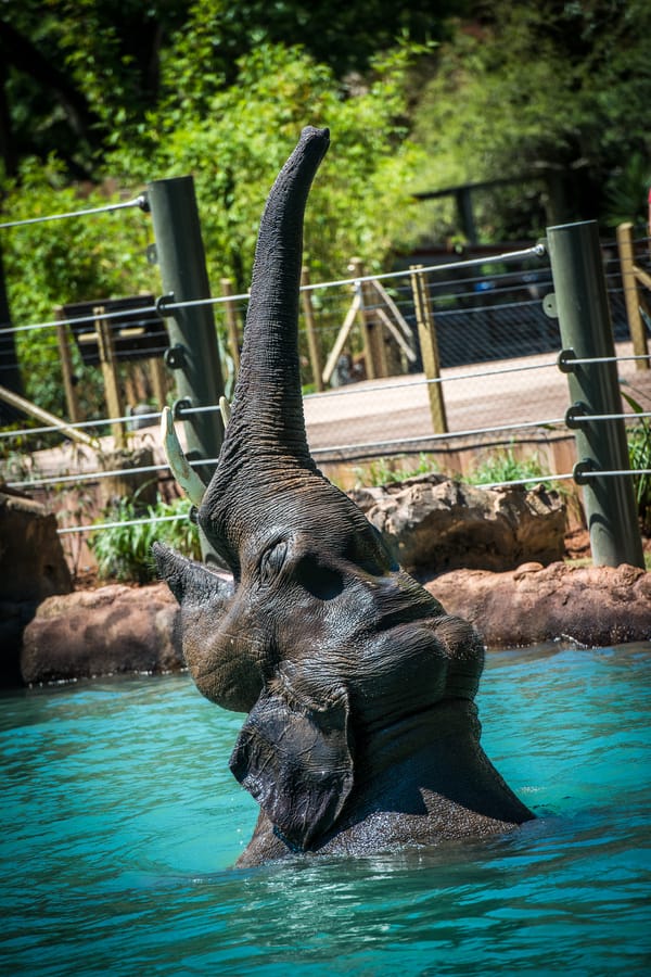 Zoo Elephant Expansion 1