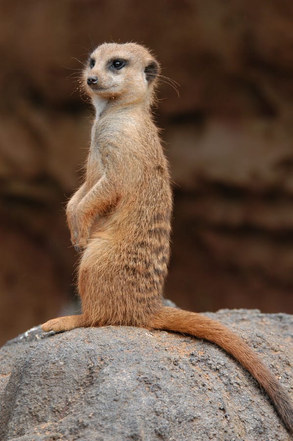Zoo Meerkat