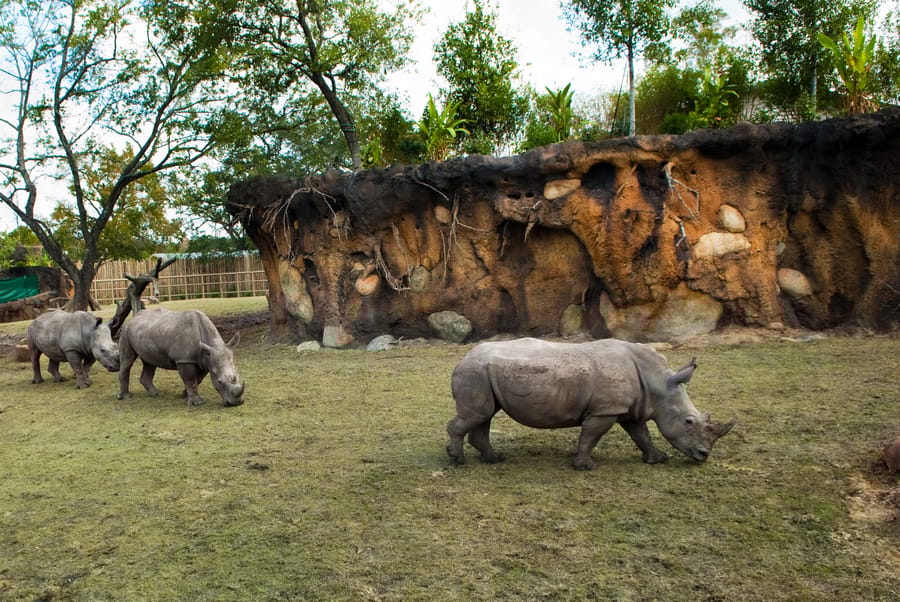 Zoo Rhinos