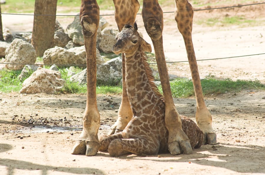 Zoo Baby Giraffe 1