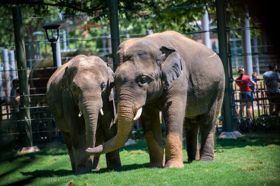 Zoo Elephant Expansion 2