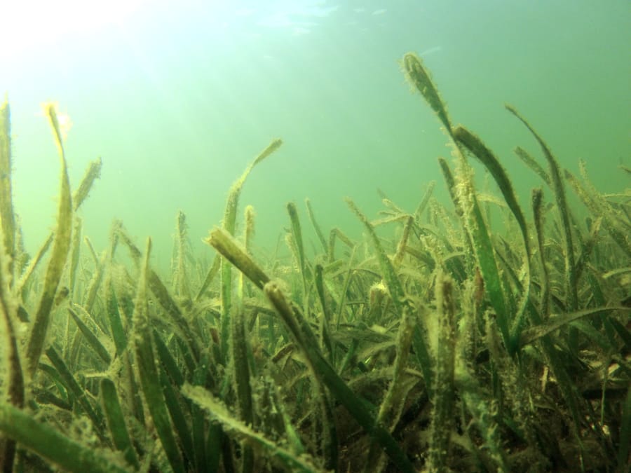 Seagrass