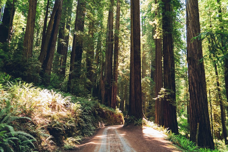 RNS-California-Redwoods1