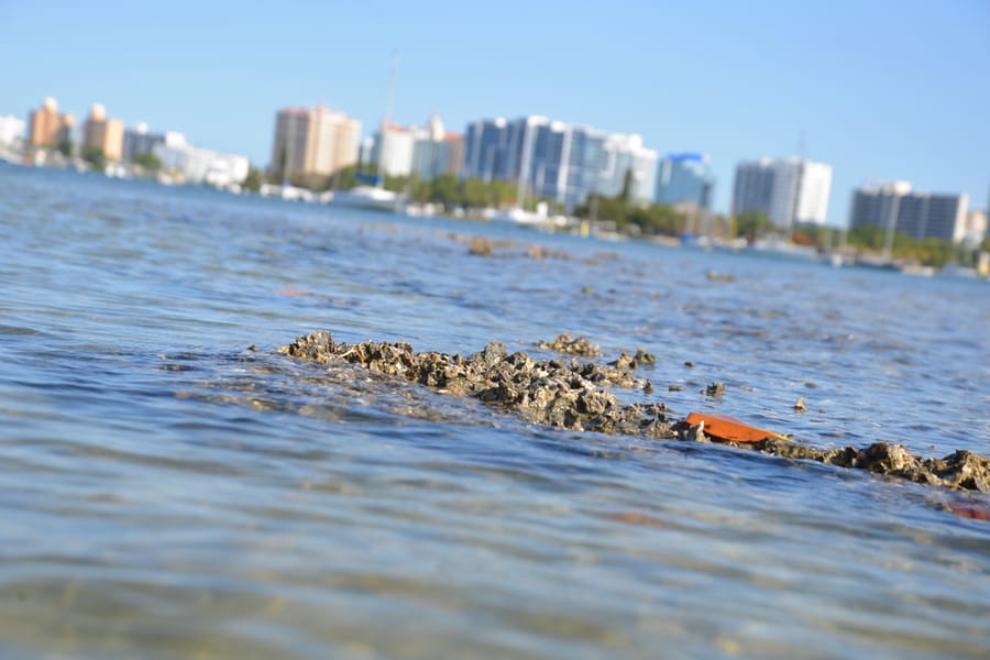 20190417_OysterBeds_121_SD