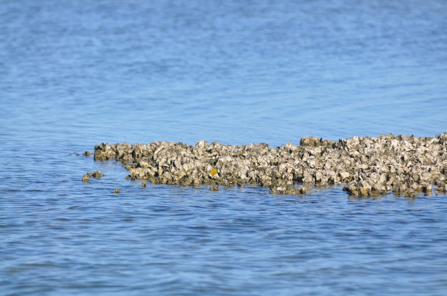 20190417_OysterBeds_002_SD