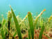 Seagrass