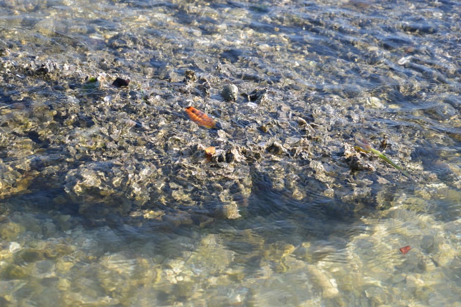 20190417_OysterBeds_125_SD