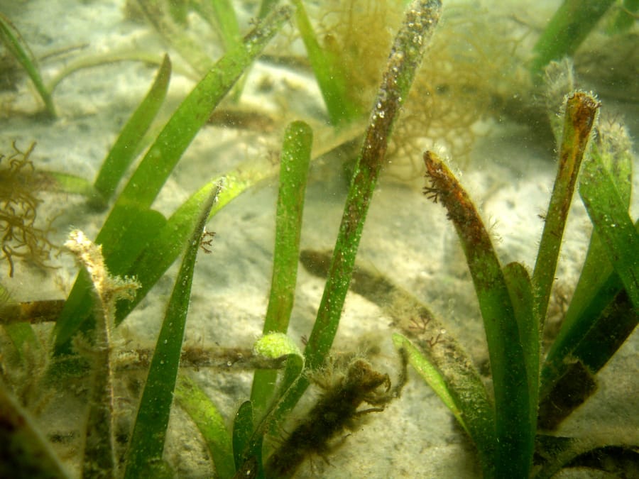 Seagrass