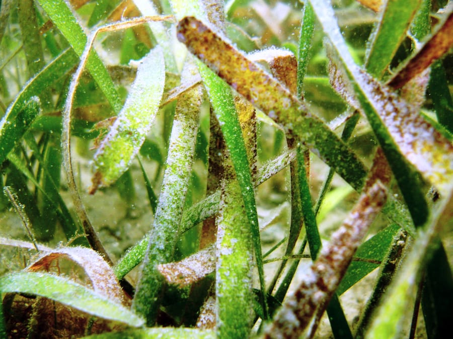 Seagrass