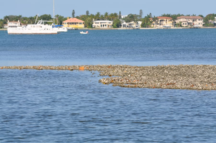 20190417_OysterBeds_010_SD